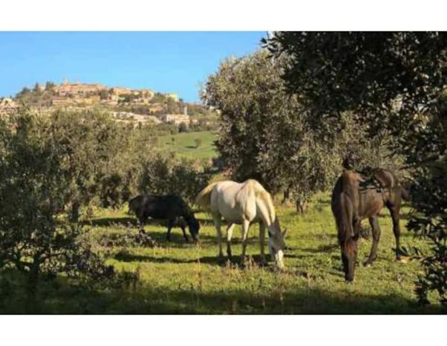 Near The Sea Big Panoramic House 2 Terraces In Lovely Village Montiano  Exterior photo